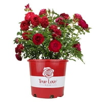 Deals on True Bloom by Altman Plants True Love PP28929 Red Rose Bush 6qt